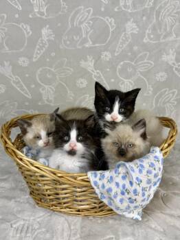 Domestic Medium Hair Cats Available for Adoption in Salinas, California - Guppy | PetCurious