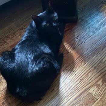 Lana Bear -  Domestic Short Hair and Mixed Breed Cat for Adoption in Philadelphia, Pennsylvania - Lana Bear | PetCurious