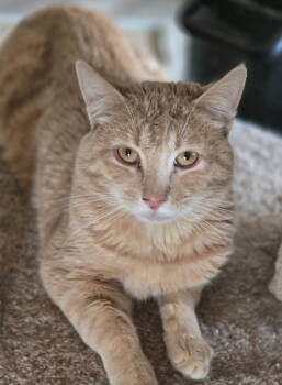 Rescue Tabby and Domestic Short Hair Cats for Adoption in Greenfield, Indiana - Emerson | PetCurious