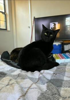 Domestic Short Hair Cats Available for Adoption - Gemma | PetCurious