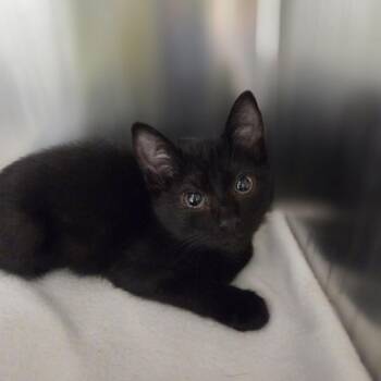 Bell Pepper -  Domestic Short Hair Cat for Adoption in Incline Village, Nevada - Bell Pepper | PetCurious