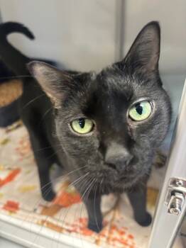 Rescue Domestic Short Hair Cats for Adoption in Youngtown, Arizona - Arizona CG5 | PetCurious