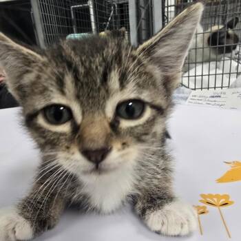 Wolfie -  Domestic Short Hair Cat for Adoption in Las Cruces, New Mexico - Wolfie | PetCurious