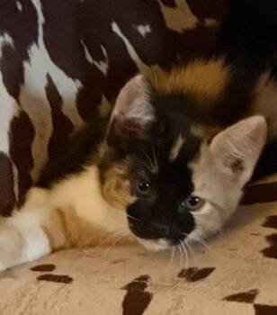 Brownie -  Domestic Short Hair Cat Available for Adoption in Snyder, Texas - Brownie | PetCurious