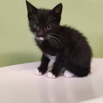 Astro -  Domestic Short Hair Cat Available for Adoption in St. Helena, California - Astro | PetCurious