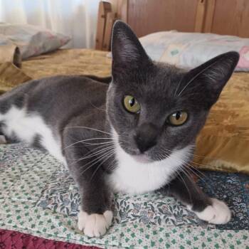 Mimi -  Russian Blue and Domestic Short Hair Cat for Adoption in Santa Ana, California - Mimi | PetCurious
