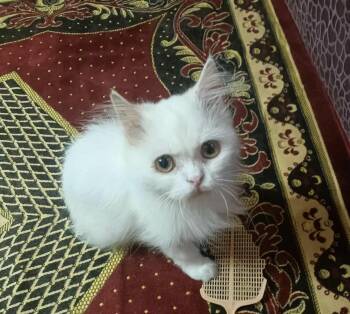 Rescue Turkish Angora Cats for Adoption in Brampton, Ontario - Annie | PetCurious