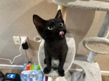 Gary -  Domestic Short Hair Cat for Adoption in Miami, Oklahoma - Gary | PetCurious