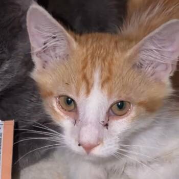 Paprika -  Domestic Short Hair Cat for Adoption in Los Angeles, California - Paprika | PetCurious
