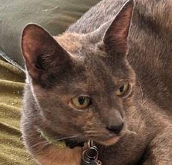 Kiwi -  Domestic Short Hair Cat for Adoption in Dayton, Minnesota - Kiwi | PetCurious