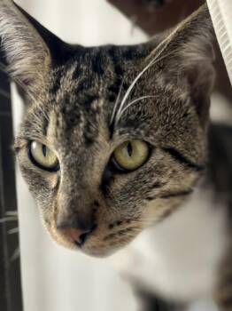 Rescue Tabby Cats for Adoption in Costa Mesa, California - Vincent | PetCurious