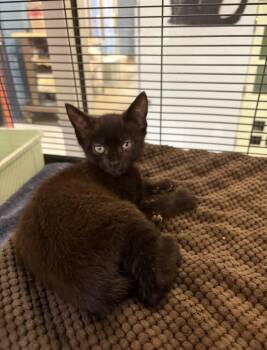 Paper -  Domestic Short Hair Cat for Adoption in Charleston, South Carolina - Paper | PetCurious