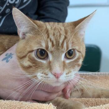 Domestic Short Hair Cats Available for Adoption - Jack | PetCurious