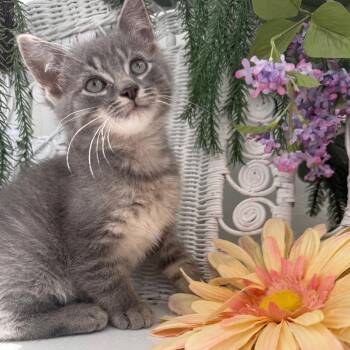 Birch Keen 56166 -  Domestic Short Hair Cat for Adoption in Eaton Rapids, Michigan - Birch Keen 56166 | PetCurious