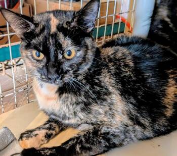 Lila -  Domestic Short Hair Cat for Adoption in St. Augustine, Florida - Lila | PetCurious