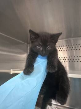 Rescue Domestic Short Hair Cats for Adoption in Roseville, California - Bowie | PetCurious