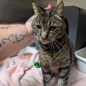 Ana -  Domestic Short Hair Cat for Adoption in Titusville, Florida - Ana | PetCurious