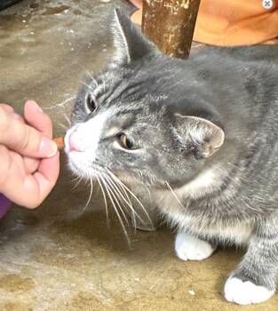 Rescue Domestic Short Hair Cats for Adoption in Landenberg, Pennsylvania - Ozzy & Toto | PetCurious