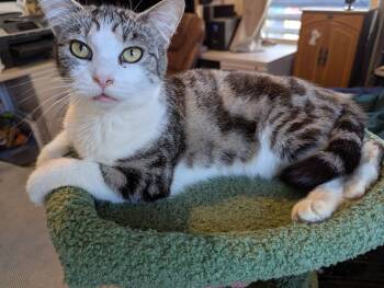 Domestic Short Hair Cats Available for Adoption in Mission Viejo, California - Minnie | PetCurious