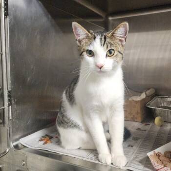 Rescue Domestic Short Hair Cats for Adoption in Evensville, Tennessee - Teva | PetCurious