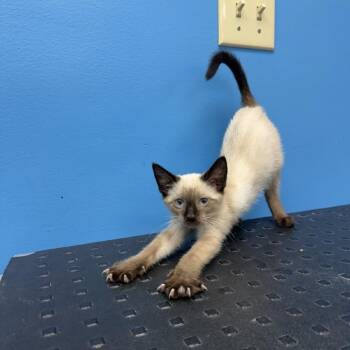 Nymeria -  Domestic Short Hair Cat for Adoption in Mebane, North Carolina - Nymeria | PetCurious