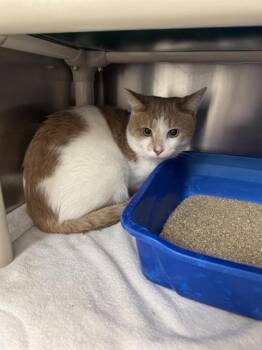 Rescue Domestic Short Hair Cats for Adoption in Montreal, Quebec - Romo | PetCurious