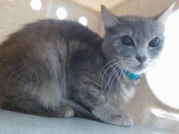 Domestic Short Hair Cats Available for Adoption in Salinas, California - MOONSTONE | PetCurious
