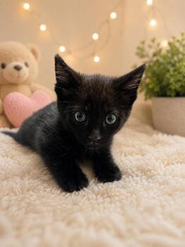 Jacob -  Domestic Short Hair Cat for Adoption in Calimesa, California - Jacob | PetCurious
