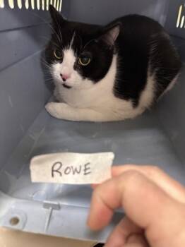 Rescue Domestic Short Hair Cats for Adoption in Lowell, Massachusetts - Roe | PetCurious