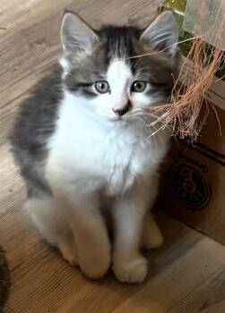 Domestic Long Hair Cats Available for Adoption in Fredericksburg, Virginia - Snoop Dogg | PetCurious