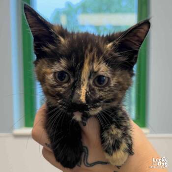 Baby Bastet -  Domestic Short Hair Cat for Adoption in Washington, District Of Columbia - Baby Bastet | PetCurious