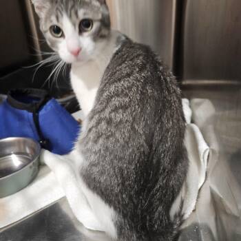 Echo -  Tabby Cat for Adoption in Marina Del Rey, California - Echo | PetCurious