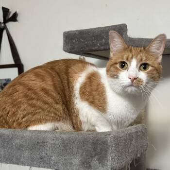 Tilly -  Domestic Short Hair Cat for Adoption in Goshen, Indiana - Tilly | PetCurious