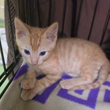 Teeters 2 -  American Shorthair Cat for Adoption in Melrose, Florida - Teeters 2 | PetCurious