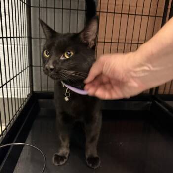 Reznor -  Domestic Short Hair Cat for Adoption in Columbus, North Carolina - Reznor | PetCurious