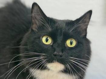 Rose -  Domestic Medium Hair Cat for Adoption in Portland, Oregon - Rose | PetCurious
