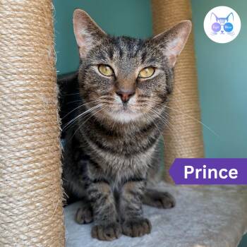 Prince -  Domestic Short Hair Cat for Adoption in Penfield, New York - Prince | PetCurious