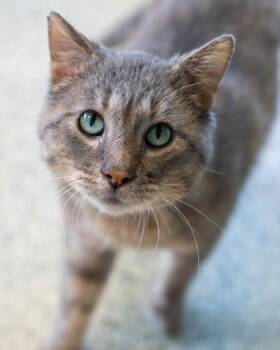 Pip -  Domestic Short Hair Cat for Adoption in Pequot Lakes, Minnesota - Pip | PetCurious