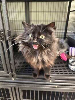 Fern -  Domestic Long Hair Cat Available for Adoption in Greensburg, Pennsylvania - Fern | PetCurious