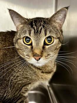 Domestic Short Hair Cats Available for Adoption - Hizashi | PetCurious