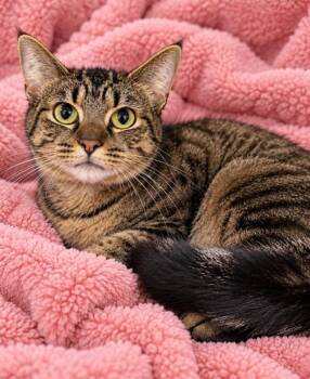 Maggie -  Domestic Short Hair Cat for Adoption in Lagrange, Indiana - Maggie | PetCurious