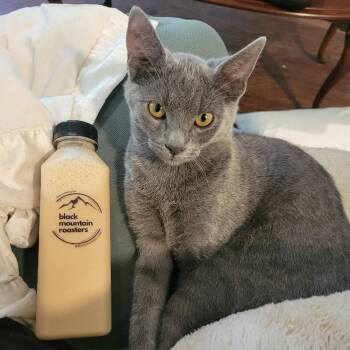 Neville -  Domestic Short Hair Cat for Adoption in Inwood, West Virginia - Neville | PetCurious