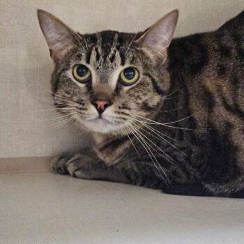 Mellie Poo -  Domestic Short Hair Cat for Adoption in Conway, New Hampshire - Mellie Poo | PetCurious