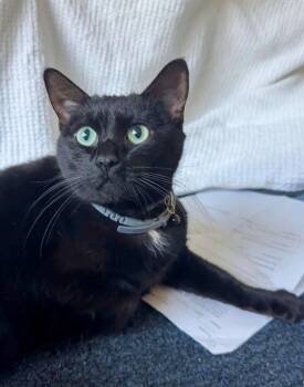 Rhiannon -  Domestic Short Hair Cat for Adoption in Columbia, South Carolina - Rhiannon | PetCurious