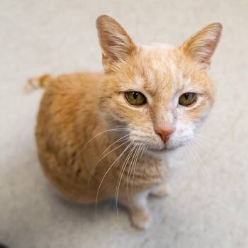 Elmo -  Domestic Short Hair Cat for Adoption in Medford, Oregon - Elmo | PetCurious