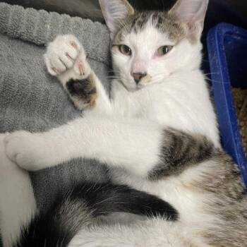 Tigger -  Domestic Short Hair Cat for Adoption in Georgetown, Kentucky - Tigger | PetCurious