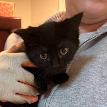 Bear -  Domestic Short Hair Cat for Adoption in Winchester, Virginia - Bear | PetCurious