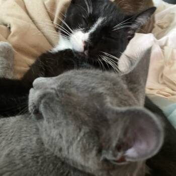 Rescue Domestic Short Hair Cats for Adoption in Rochester, Minnesota - Lickety | PetCurious