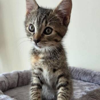 Carlisa (must adopt with Pleasant) -  Tabby Cat for Adoption in New Bedford, Massachusetts - Carlisa (must Adopt With Pleasant) | PetCurious