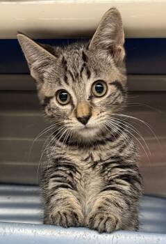 PANDORA -  Domestic Short Hair Cat for Adoption in Wyandotte, Michigan - PANDORA | PetCurious